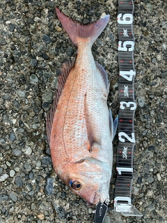 マダイの釣果