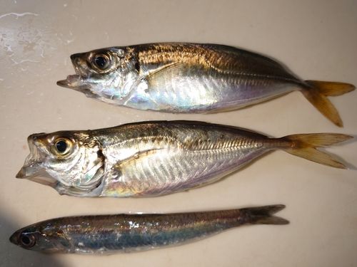 マアジの釣果