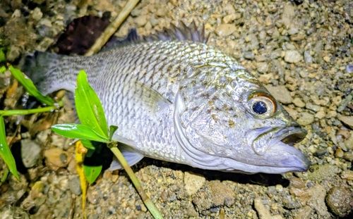 オオクチユゴイの釣果