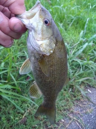 スモールマウスバスの釣果