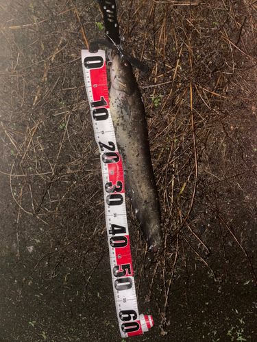 ナマズの釣果