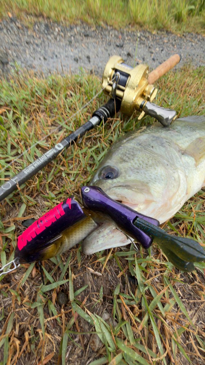 SHIMANO 23カルカッタコンクエスト MD 301XGLHの最安値・インプレ