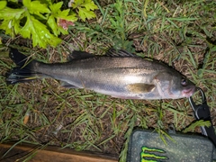 セイゴ（マルスズキ）の釣果