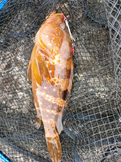 キジハタの釣果