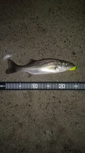 セイゴ（ヒラスズキ）の釣果