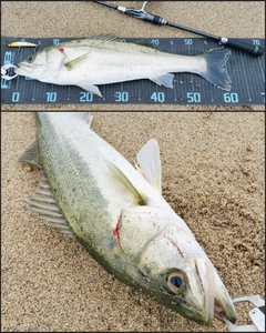 シーバスの釣果