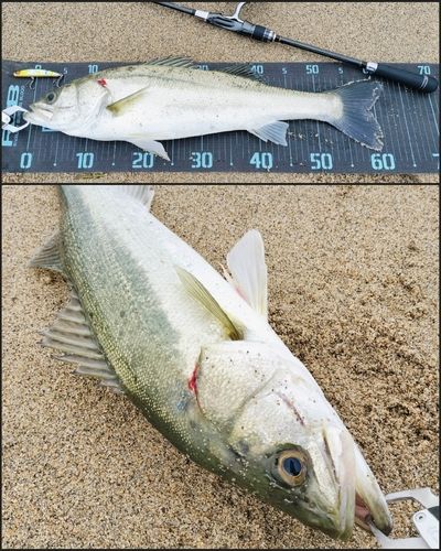 シーバスの釣果