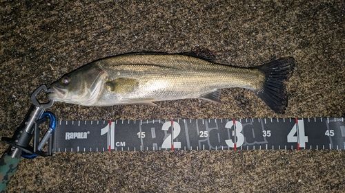 セイゴ（マルスズキ）の釣果