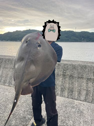 アカエイの釣果