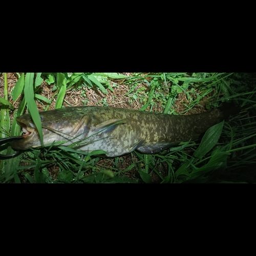 ナマズの釣果