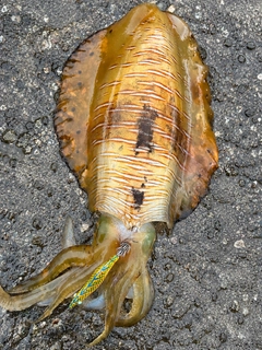 アオリイカの釣果