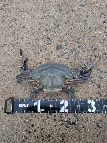 ワタリガニの釣果