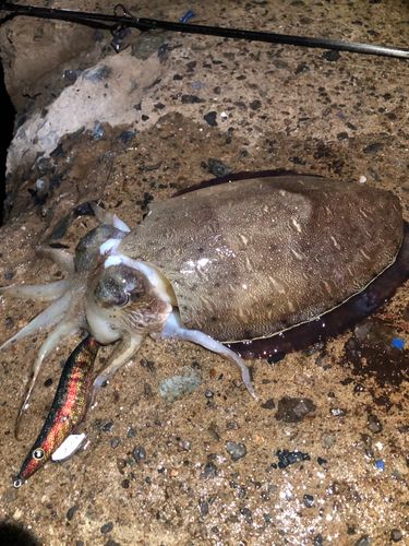 コウイカの釣果