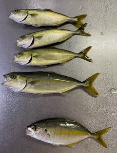 ワカシの釣果