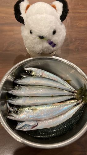 サバの釣果