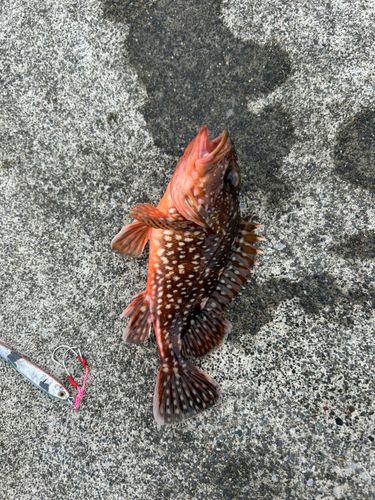 カサゴの釣果