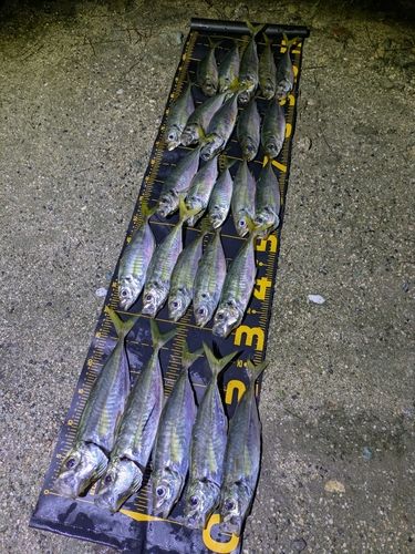 アジの釣果