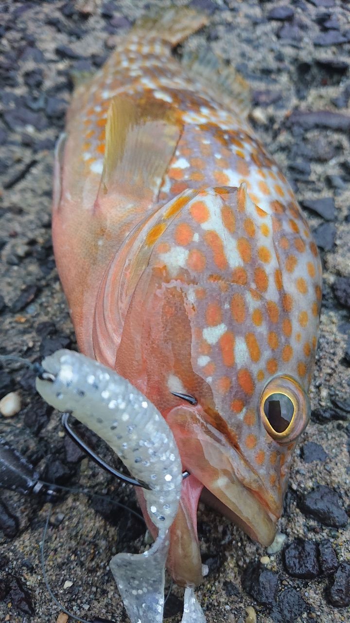 DAIWA 16HRF® (ハードロックフィッシュ) KJ 77MHBの最安値・インプレ