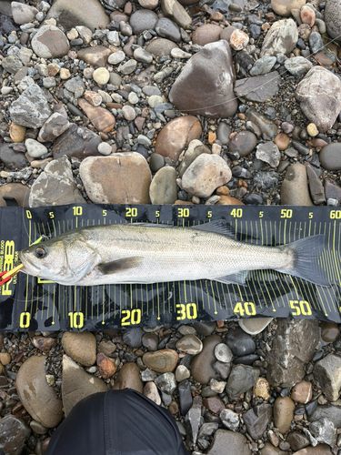宮崎県の釣果・釣り場情報【2026年最新】 - アングラーズ | 釣果600万