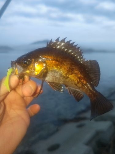 メバルの釣果