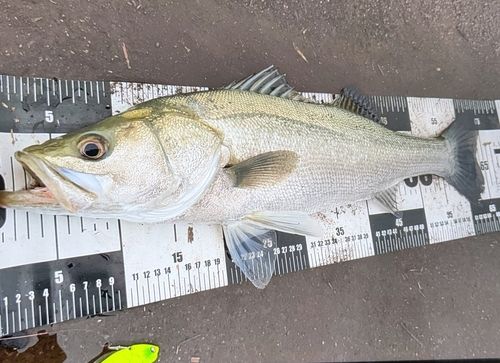 マルスズキの釣果