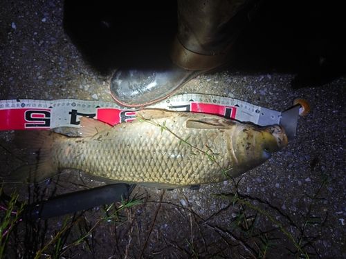 ノゴイの釣果