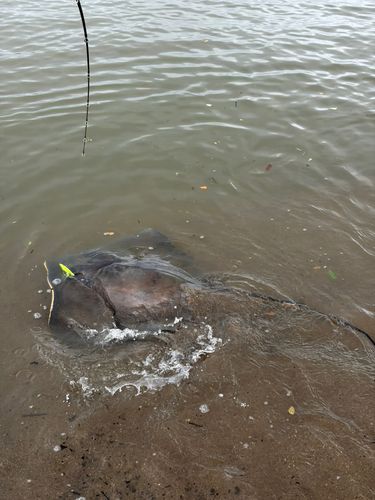 アカエイの釣果