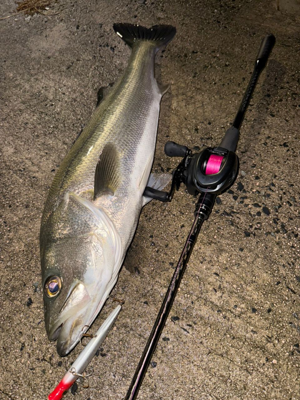 SHIMANO 20エクスセンスジェノス (ベイトキャスティングモデル) B88M/R