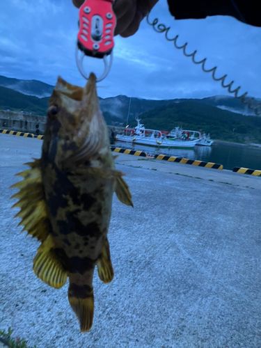 ベッコウゾイの釣果