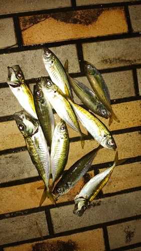 マアジの釣果