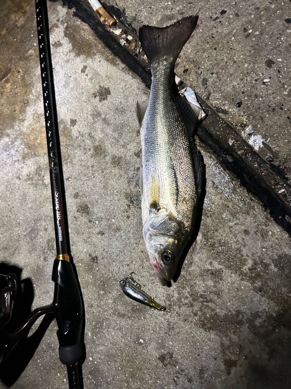 スズキの釣果写真