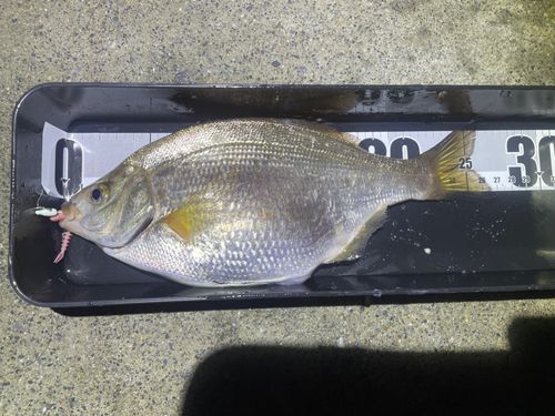 ウミタナゴの釣果