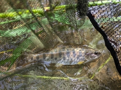 ヤマメの釣果