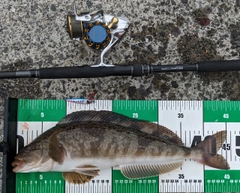 ホッケの釣果