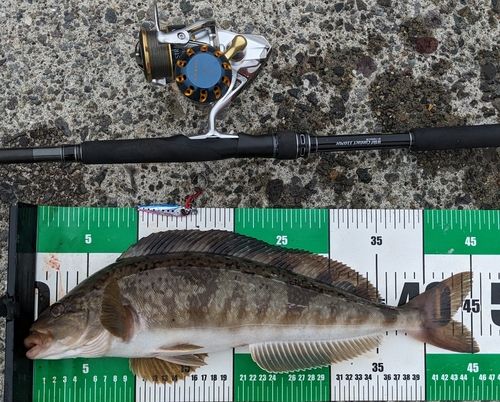 ホッケの釣果