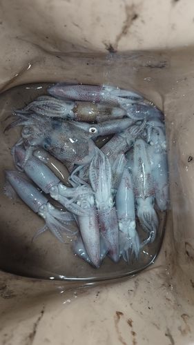 ヒイカの釣果