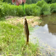 アブラハヤの釣果