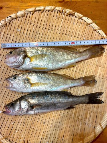 イシモチの釣果