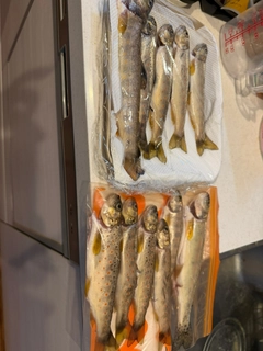 ブラウントラウトの釣果