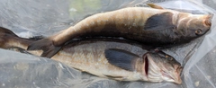 ホッケの釣果