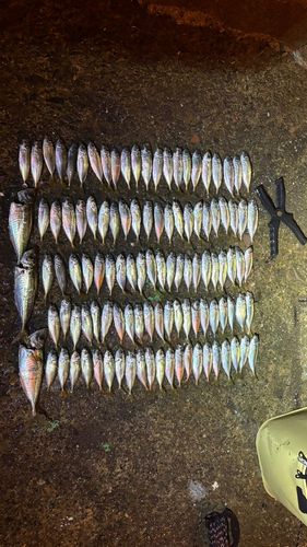 アジの釣果