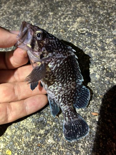 ソイの釣果