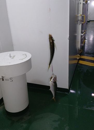 マアジの釣果