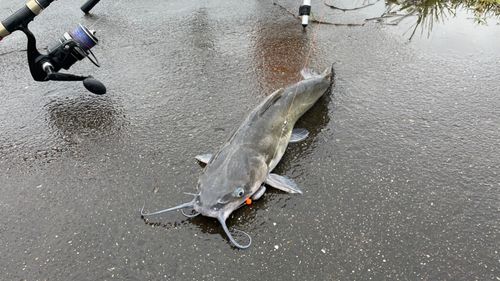 アメリカナマズの釣果