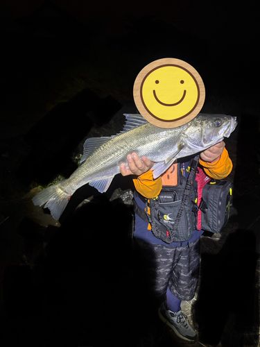 スズキの釣果
