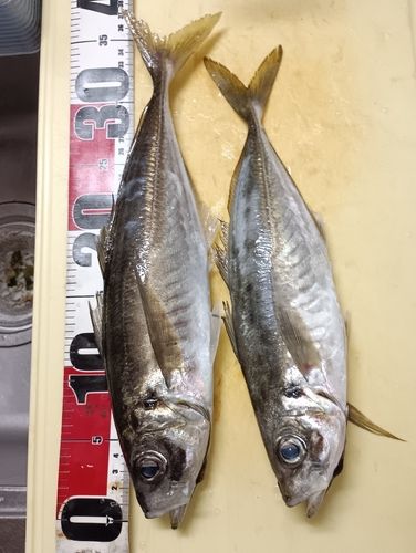 マアジの釣果