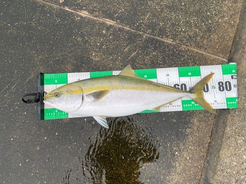 メジロの釣果