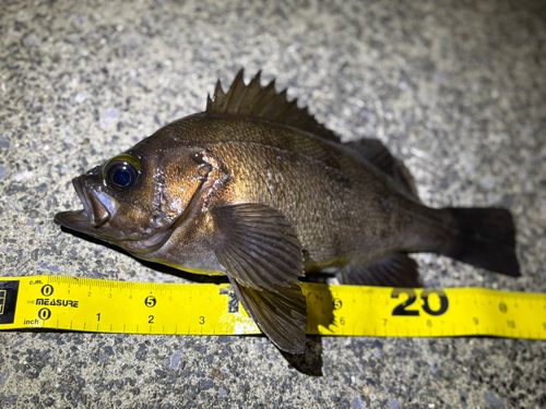メバルの釣果