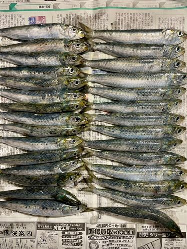 イワシの釣果