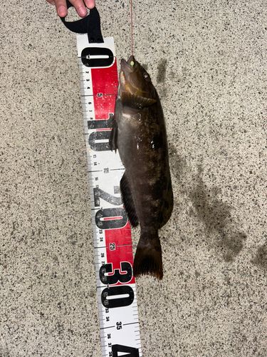 アイナメの釣果